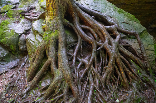 Exposed tree roots over a rock.  