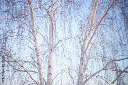 Fototapeta Birch tree with bare branches in blue sky.