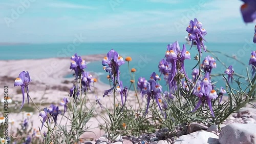 Shore of the Dead Sea covered in purple flowers