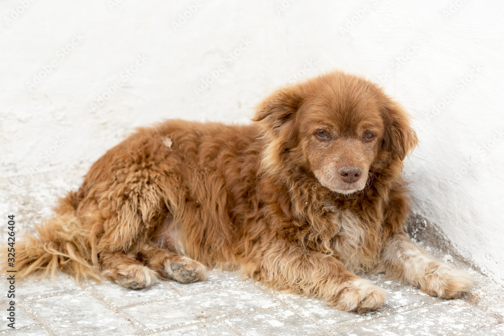 Fototapeta premium Young puppy on the street, Morocco 