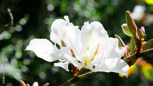 Bauhinia Purpurea White Orchid Tree on a Blurred Dark Green Background.