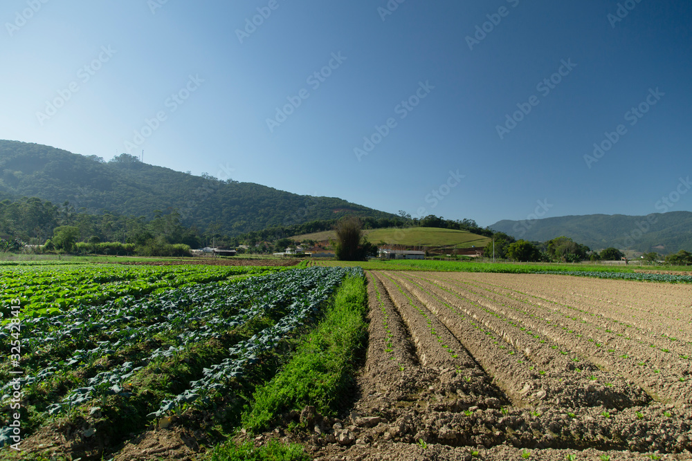Lettuce plantation with mountains in the background, blue sky with no clouds. Antônio Carlos, Santa Catarina, Brazil