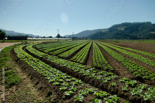 Lettuce plantation in Antônio Carlos, blue sky with no clouds. Santa Catarina, Brazil
