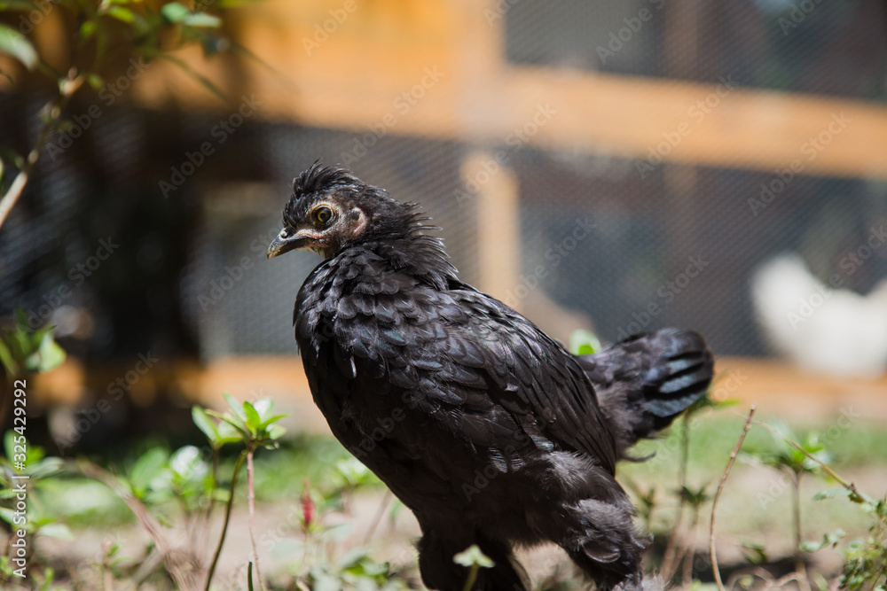 Fototapeta premium Close up of a black young Bantam chicken in a backyard garden. Chicken coop in the background.