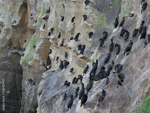 Brandt's cormorants in La Jolla 