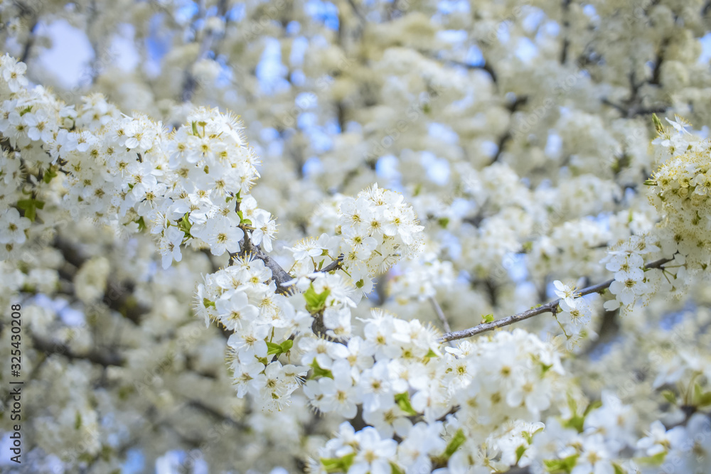 spring background with cherry blossoms. white flowers on branches close-up. spring background with cherry blossoms. white flowers on branches close-up.