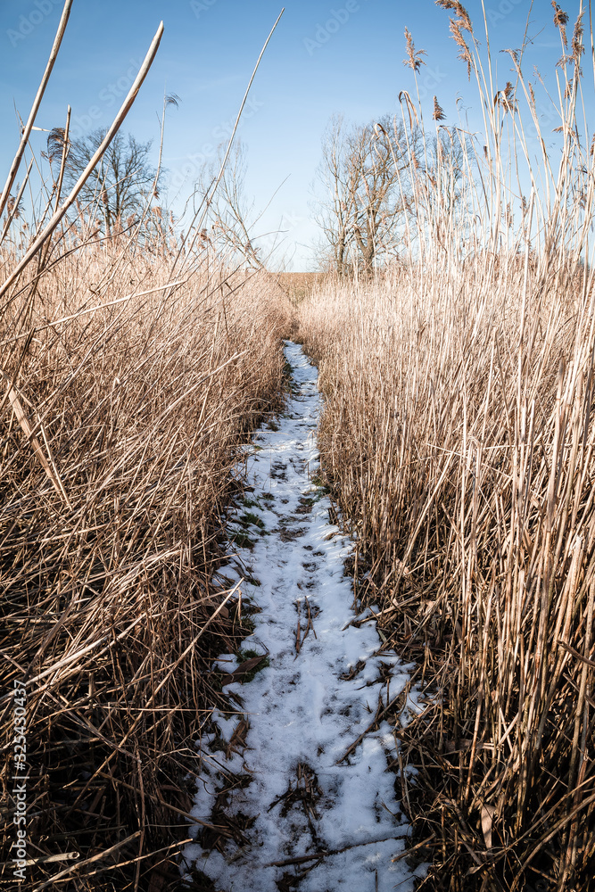 Fototapeta premium Feldweg