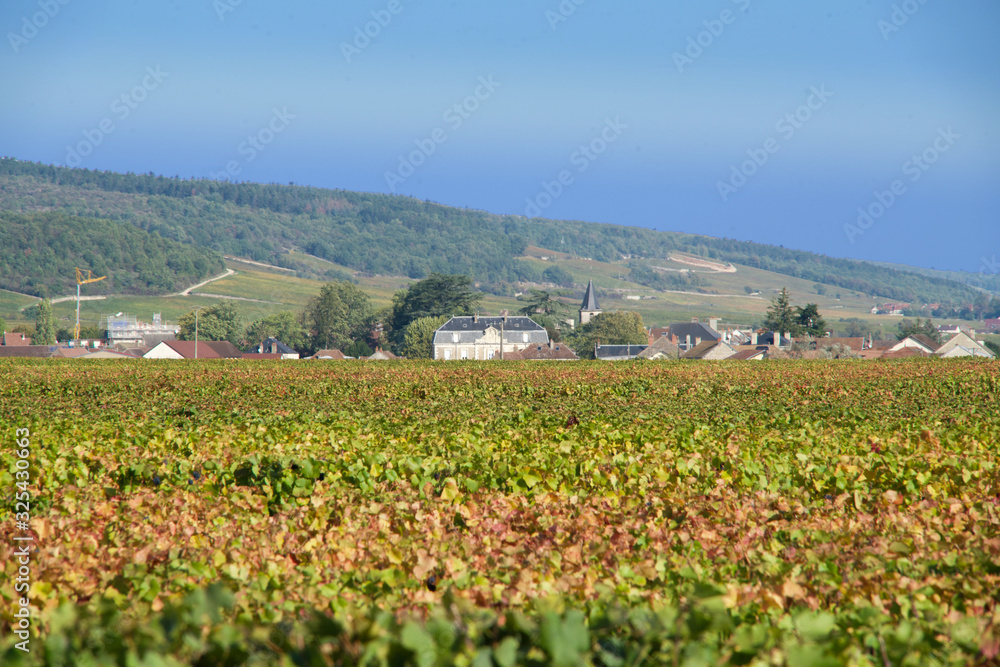 grapevines of Vosne Romanee