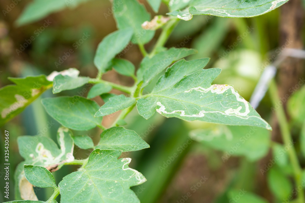 Tomatoes plant with disease on leaves in vegetable garden Tomatoes plant with disease on leaves in vegetable garden