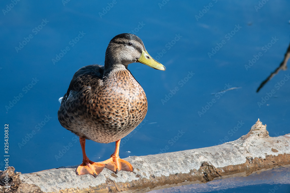 Mallard Duck Resting on the Old Weathered Log Mallard Duck Resting on the Old Weathered Log