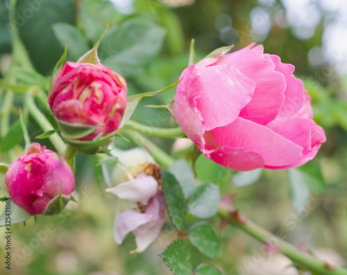 Beautiful colorful pink roses flower in the garden