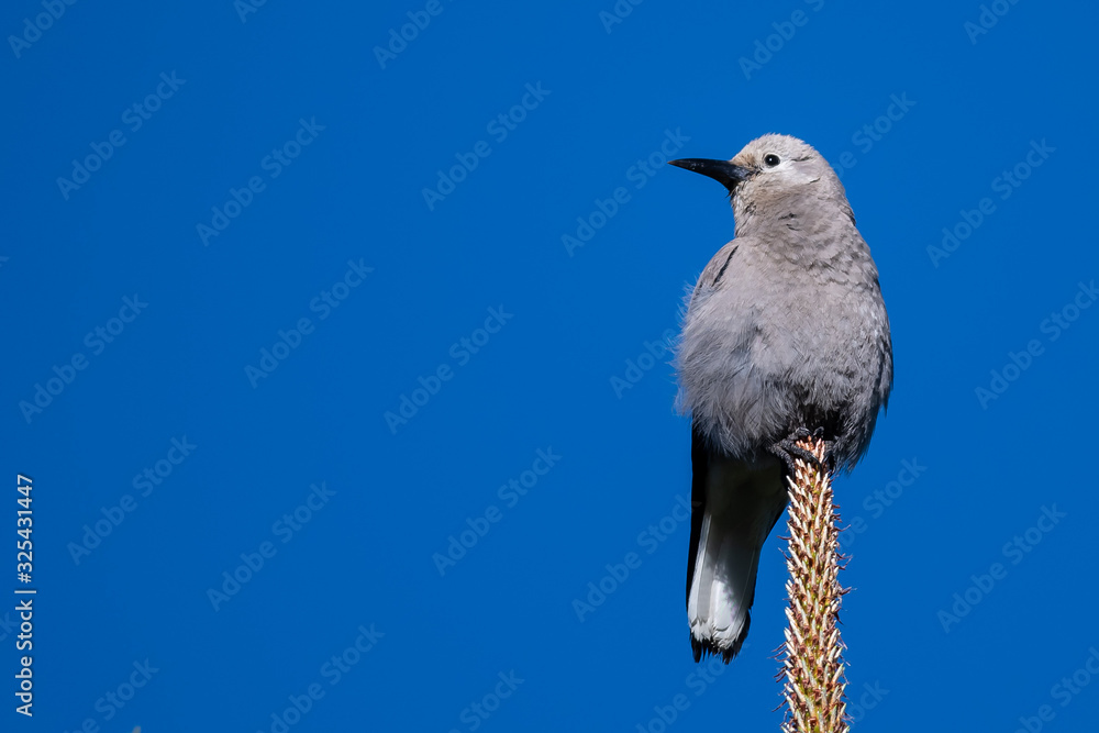 Obraz premium Clark's Nutcracker Perched High in the Tree Tops