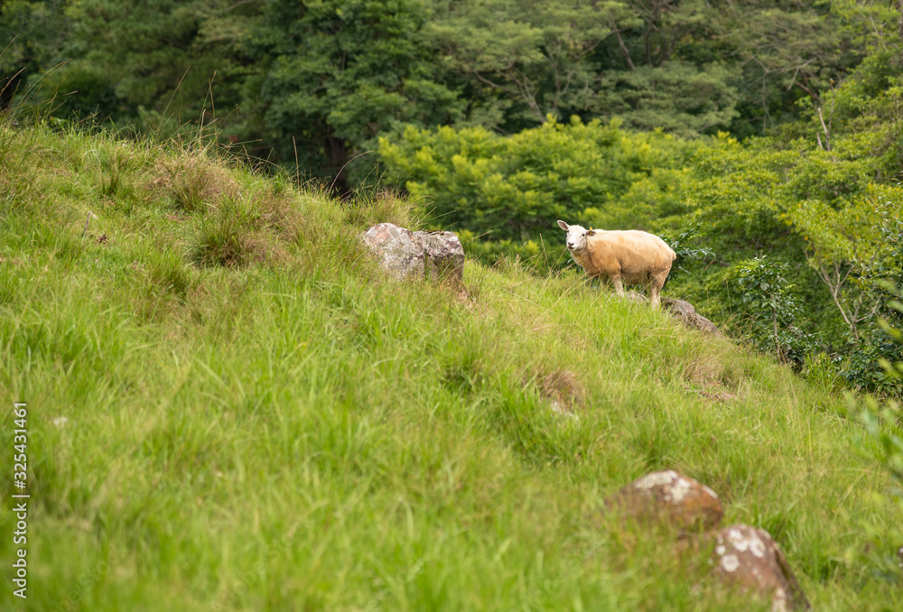 Fototapeta premium A Corriedale sheep grazing on a mountainside in Brazil
