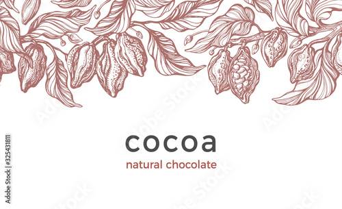 Cocoa harvest. Vector background. Art drawn card
