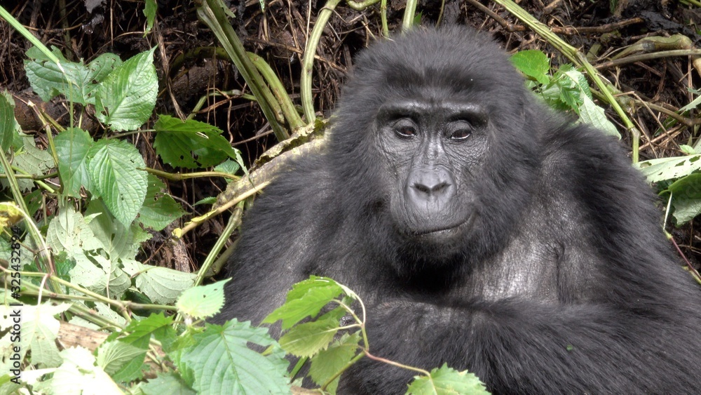 Obraz premium Mountain Gorilla Face. Bamboo Forest, Virunga, DRC