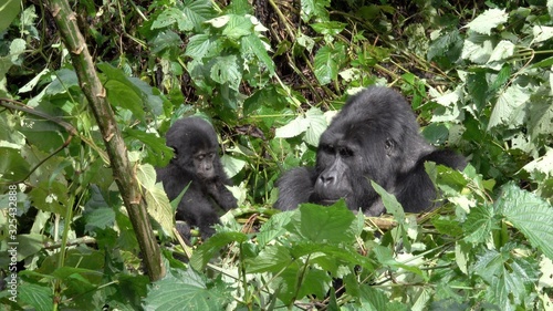Young Mountain Gorilla with Parents. Uganda