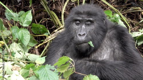 Mountain Gorilla eating leafs. Uganda © Kirsten Dohmeier