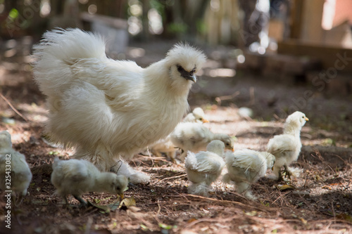 Flock of Newborn Bantam Silkie chicks with their mother in a garden close to a coop