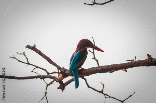 common kingfisher sitting on tree branch and waiting for a food
