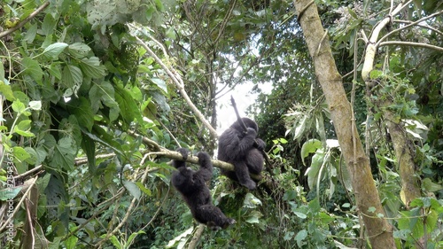 young Mountain Gorilla playing. Uganda