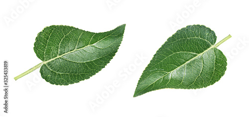 Cherry  leafs isolated on white