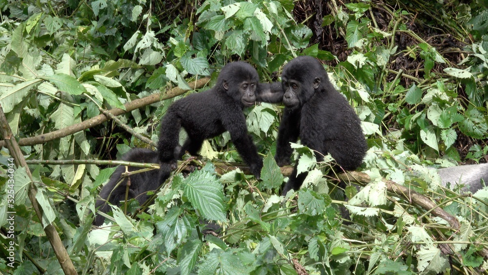Fototapeta premium young Mountain Gorillas playing. Uganda