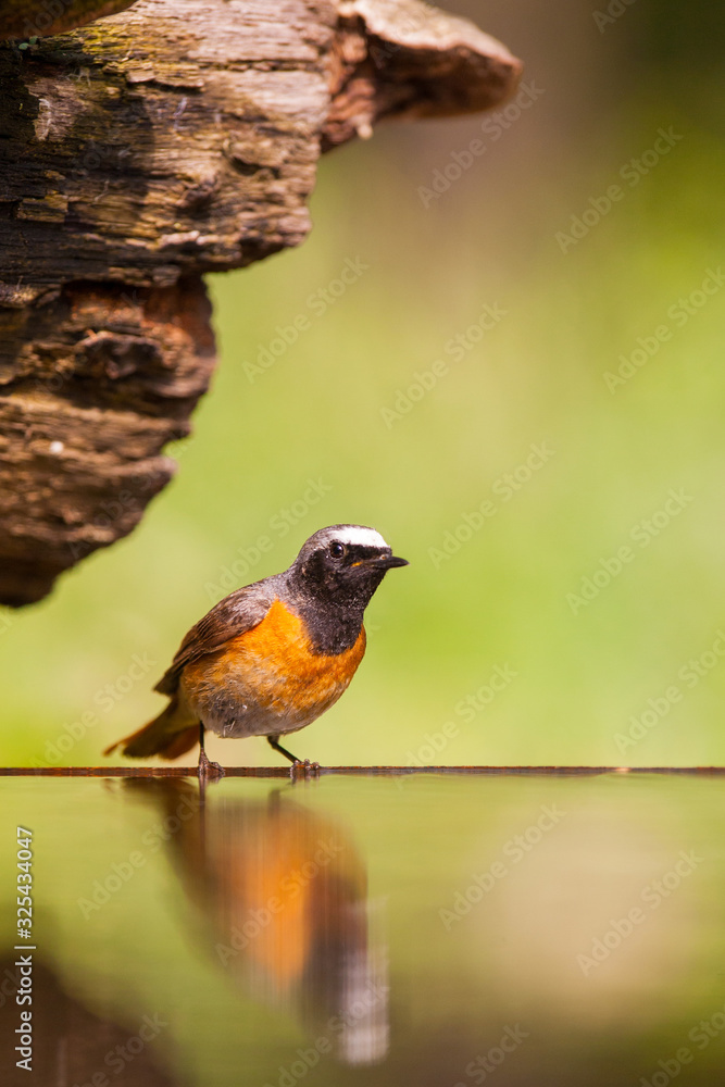Small bird at a pond Small bird at a pond