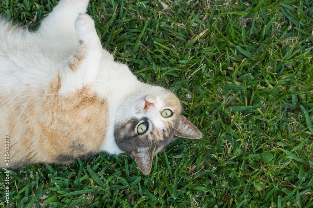 Fototapeta premium Cat lying on the grass looking towards the camera