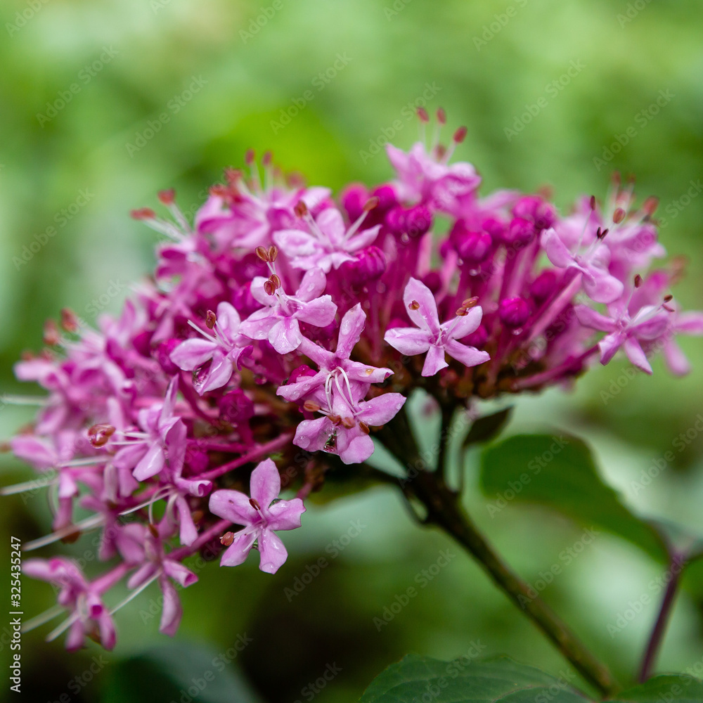Many flowers shrub Clerodendrum (lat. Clerodendrum) in to single fragrant inflorescence. Selective focus. Close-up. Bright pink flowers of Clerodendrum on blurred background of greenery in garden. Many flowers shrub Clerodendrum (lat. Clerodendrum) in to single fragrant inflorescence. Selective focus. Close-up. Bright pink flowers of Clerodendrum on blurred background of greenery in garden.