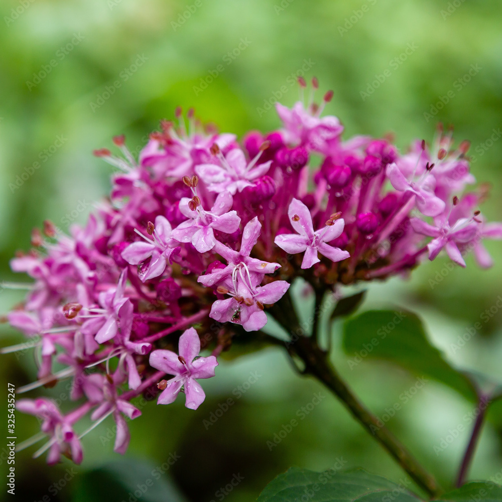 Many flowers shrub Clerodendrum (lat. Clerodendrum) in to single fragrant inflorescence. Selective focus. Close-up. Bright pink flowers of Clerodendrum on blurred background of greenery in garden.