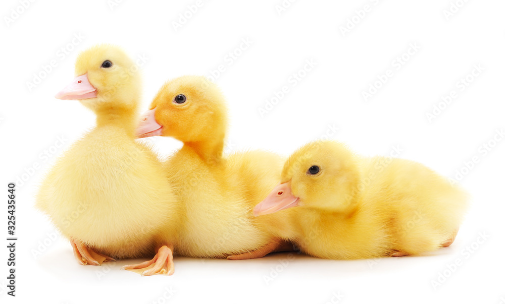 Three yellow ducklings.