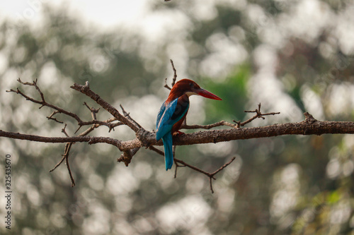 common kingfisher waiting for a meal near pond at rabindra sarobar lake in kolkata