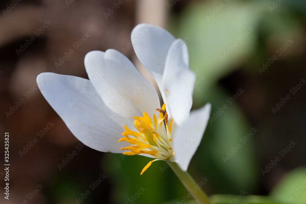 Fototapeta premium Trillium