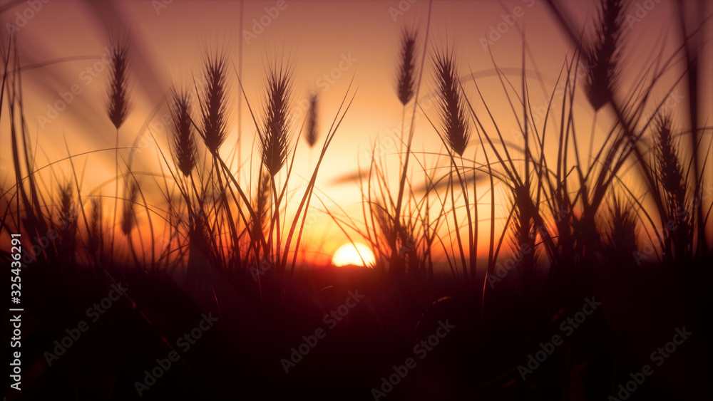 Scenic View Of Wheat Field Against golden Sky During Sunset , close up, warm color