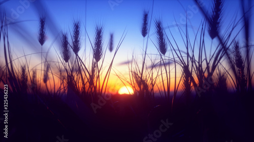 Scenic View Of Wheat Field Against Sky During Sunset   close up  colorful