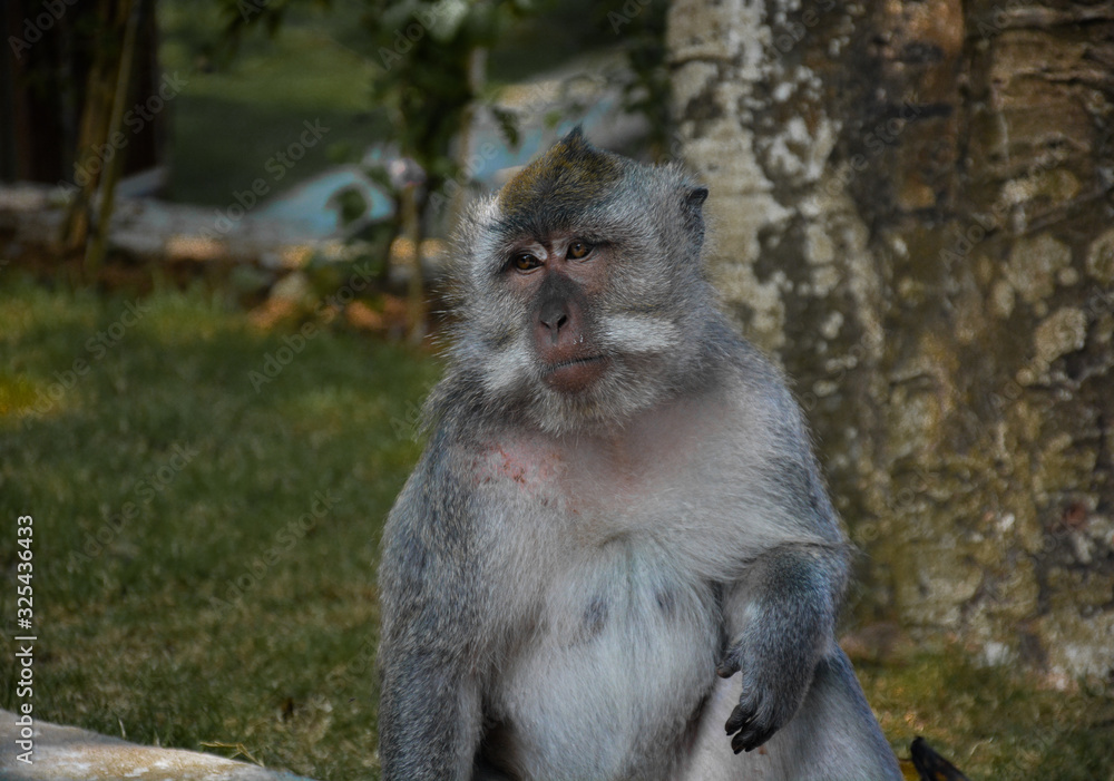 Naklejka premium Monkey mood