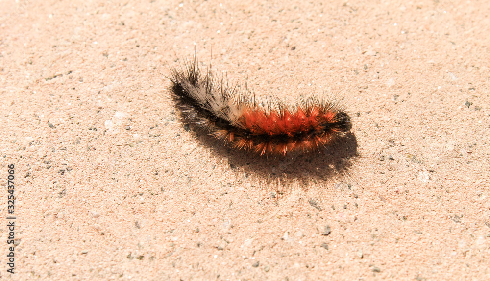caterpillar on leaf caterpillar on leaf