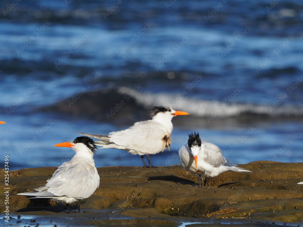 Fototapeta premium Caspian terns on the beach