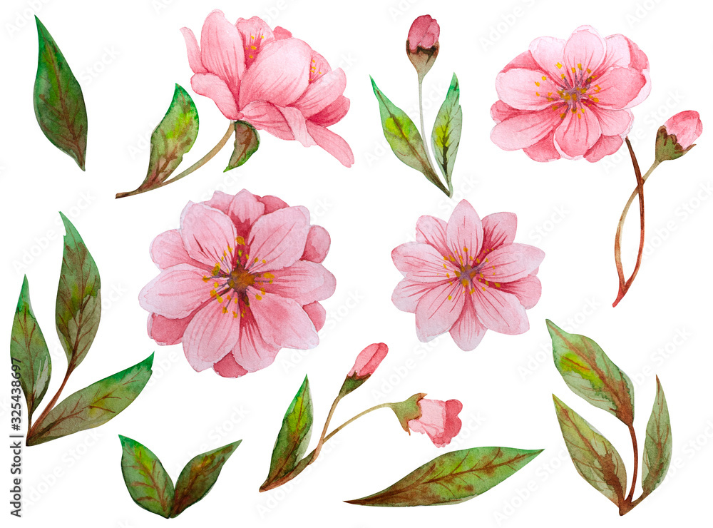 Large watercolor set of hand drawn cherryl flowers and leaves isolated on a white background. Watercolor flowers and leaves in a watercolor style.