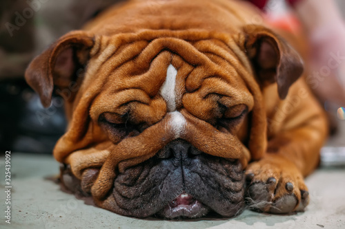 Sleeping brown English Bulldog  close up view