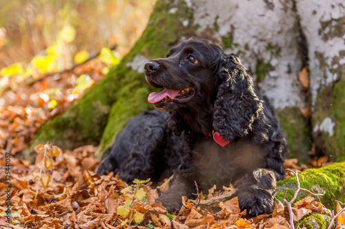 Beautiful black young cocker spaniel playing in an autumn landscape with copper dry fallen leaves, Sfanta Ana, Romania photo