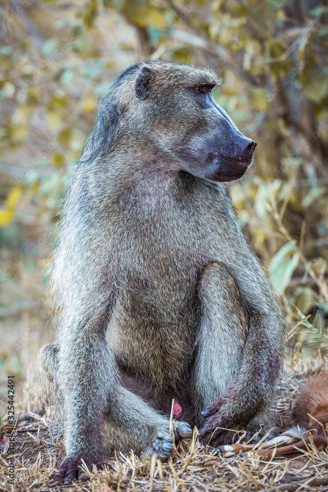 Obraz premium Chacma baboon in Kruger National park, South Africa