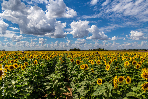 Sunflowers