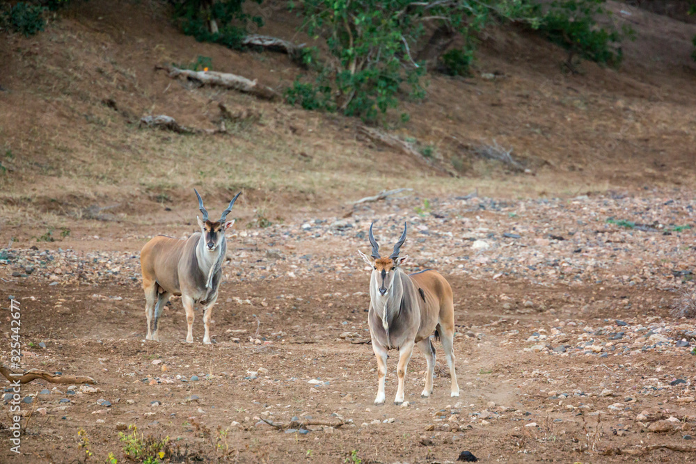 Two Common elands male walking on riverbank in Kruger National park, South Africa ; Specie Taurotragus oryx family of Bovidae Two Common elands male walking on riverbank in Kruger National park, South Africa ; Specie Taurotragus oryx family of Bovidae