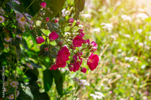 Bright pink rose flowers on the bush with green leaves blossom in the garden in spring and summer season.