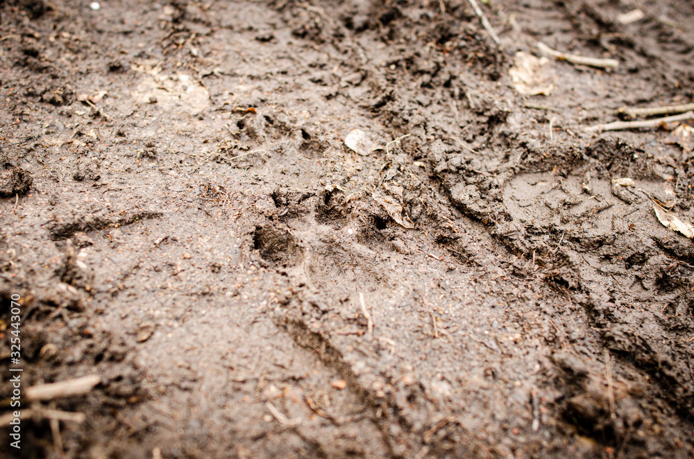 wolf foot print wolf foot print