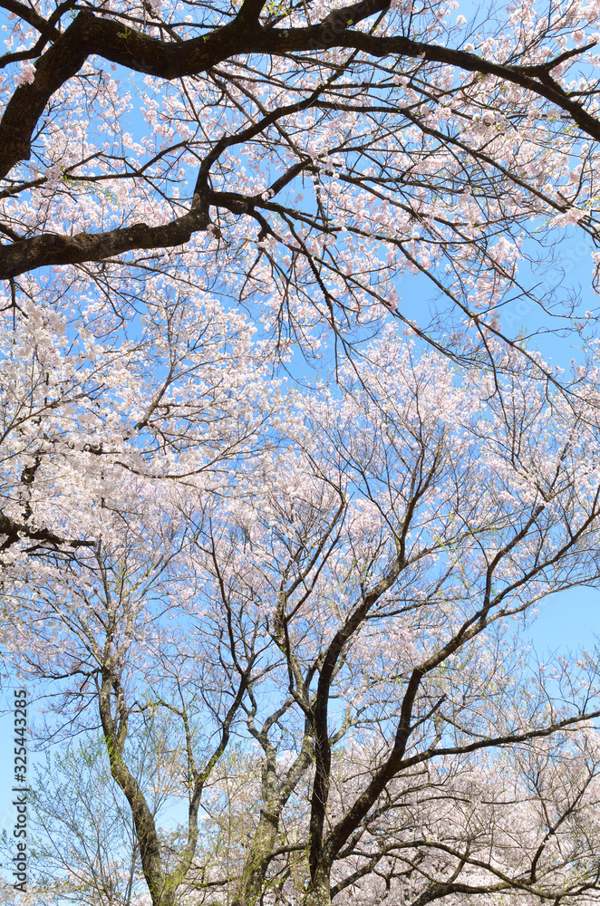 満開の神代桜