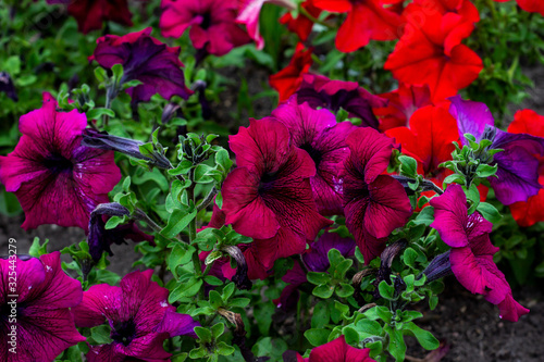 Bright pink petunia flowers with green leaves blossom in the garden in spring and summer season