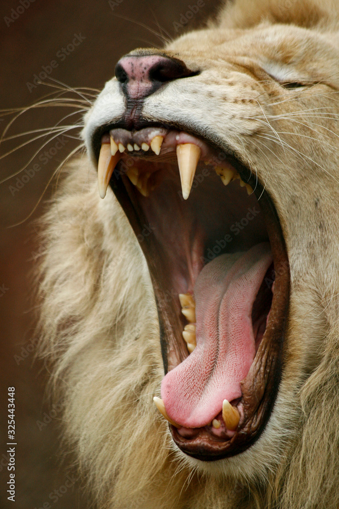 Fototapeta premium Gappende witte leeuw