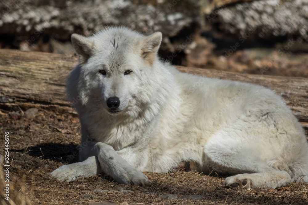 White Arctic Wolf (Canis lupus arctos) relaxed pose in the woods early spring 